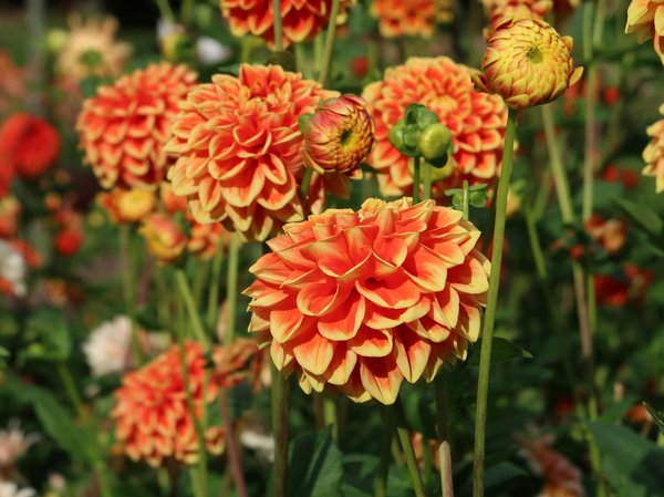 Installation d'un climatiseur mobile : Nos conseils pour y réussir