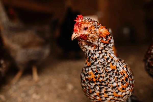 Comment intégrer des motifs floraux dans votre décoration