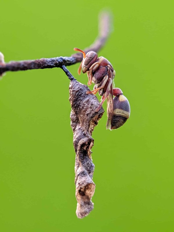 Traitement contre les frelons : guide et conseils