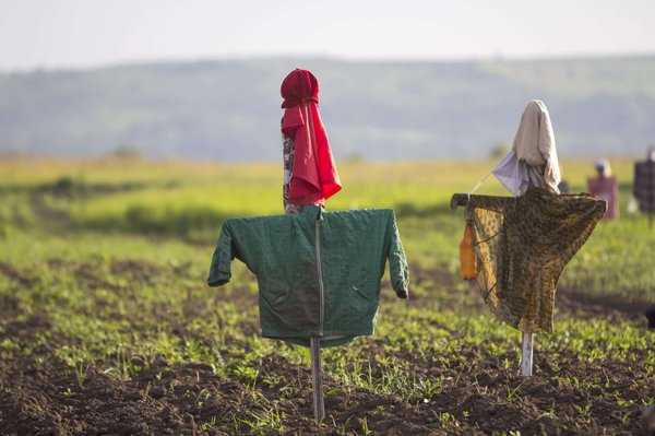 Comment choisir un effaroucheur d'oiseaux adapté à votre situation ?